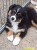 Australian Shepherd Foto: Darling's Deja Vu - Sidney (ID 22709) Australian Shepherd Hund