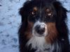 Australian Shepherd Foto: Murphy (Detrian vom Hause Atreides) (ID 8324) Australian Shepherd Hund