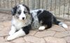 Australian Shepherd Foto: Darling's Only The Best - Nigel (ID 38413) Australian Shepherd Hund