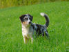 Australian Shepherd Foto: Dulco der Stolze Lausbub (ID 34383) Australian Shepherd Hund
