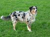 Australian Shepherd Foto: Dulco From Blackboy Country mit 24 Wochen (ID 35149) Australian Shepherd Hund