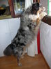 Australian Shepherd Foto: Mal gucken :Dulco from Blackboycountry 10 Monate jung (ID 37397) Australian Shepherd Hund