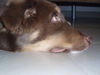 Australian Shepherd Foto: Wann gehts los (ID 42347) Australian Shepherd Hund