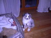 Australian Shepherd Foto: Shadow 8 wochen alt (ID 41246) Australian Shepherd Hund