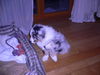 Australian Shepherd Foto: Bin ich nicht Süß? (ID 41244) Australian Shepherd Hund