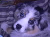 Australian Shepherd Foto: Bin ich nicht Süß? (ID 41245) Australian Shepherd Hund