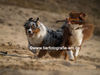 Australian Shepherd Foto: Unsere Aussies im Spiel (ID 40011) Australian Shepherd Hund