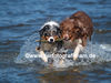 Australian Shepherd Foto: Unsere Aussies im Spiel (ID 40012) Australian Shepherd Hund