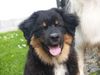 Australian Shepherd Foto: Moon Rise Meet Joe Black (ID 32436) Australian Shepherd Hund