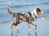 Australian Shepherd Foto: Lucky mit 4 Monaten am Strand (ID 33515) Australian Shepherd Hund