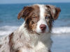 Australian Shepherd Foto: Lucky red/merle w/c mit 4 Monaten (ID 33516) Australian Shepherd Hund