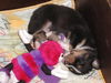 Australian Shepherd Foto: Grateful-Mini-Ranch Mausi beim Mittagsschlaf (ID 29760) Australian Shepherd Hund