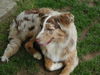 Australian Shepherd Foto: Grateful-Mini-Ranch Patch (ID 29762) Australian Shepherd Hund