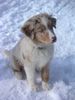 Australian Shepherd Foto: Vaykira du Coral Twivro (12 Wochen alt) (ID 18890) Australian Shepherd Hund