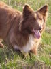 Australian Shepherd Foto: Enya in Action (ID 43247) Australian Shepherd Hund