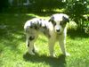 Australian Shepherd Foto: Annie 13 Wochen (ID 13475) Australian Shepherd Hund