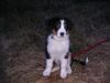 Australian Shepherd Foto: mein kleiner firo schon ganz groß (ID 18325) Australian Shepherd Hund
