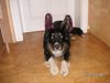 Australian Shepherd Foto: Eyes On Eyko (ID 20382) Australian Shepherd Hund