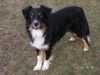 Australian Shepherd Foto: Western Recall´s Eyes On Eyko (ID 20334) Australian Shepherd Hund