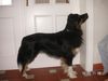 Australian Shepherd Foto: Eyes On Eyko (ID 20380) Australian Shepherd Hund
