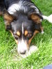 Australian Shepherd Foto: Das ist mein Aussi Conner!!! (ID 25847) Australian Shepherd Hund