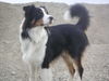 Australian Shepherd Foto: Das is mein schatz (FIRO) (ID 27123) Australian Shepherd Hund