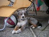 Australian Shepherd Foto: Balu from Black Boy Country (ID 43471) Australian Shepherd Hund