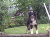 Australian Shepherd Foto: Eyko=) (ID 31118) Australian Shepherd Hund