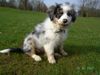 Australian Shepherd Foto: Shanti (ID 37164) Australian Shepherd Hund