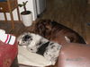 Australian Shepherd Foto: Unser Dream-Team Claire+Alan (ID 41034) Australian Shepherd Hund