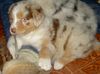 Australian Shepherd Foto: Vaykira du Coral Twivro (42 Tage alt) (ID 17664) Australian Shepherd Hund