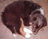 Australian Shepherd Foto: Kleiner Freund (ID 18182) Australian Shepherd Hund