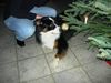 Australian Shepherd Foto: Was ist denn das ??? (ID 35731) Australian Shepherd Hund