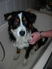 Australian Shepherd Foto: Ich bin ein 11 Monate alter Dreckspatz und zum ersten Mal in der Badewanne *grummel* (ID 35396) Australian Shepherd Hund