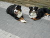 Australian Shepherd Foto: Hallo, wir sind Pepper und Paul - 8 Monate alt (ID 34456) Australian Shepherd Hund