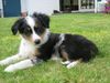 Australian Shepherd Foto: Grateful-Mini-Ranch Pepper (ID 29761) Australian Shepherd Hund