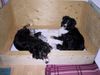 Australian Shepherd Foto: Pinoccia mit den Welpen und Fly, die Welpen sind 1 Woche alt (ID 15257) Australian Shepherd Hund
