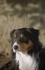 Australian Shepherd Foto: Philosoph du CORAL TWIVRO.Liebhaberzucht du CORAL TWIVRO / Munster / Elsass (ID 15437) Australian Shepherd Hund