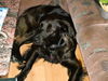 Australian Shepherd Foto: Unser Mix in Labbi Aussi (ID 38470) Australian Shepherd Hund
