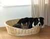 Australian Shepherd Foto: noch Fragen? (ID 19277) Australian Shepherd Hund