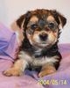 Australian Shepherd Foto: Barbie Beauties Qnyttet 5 veckor (ID 11264) Australian Shepherd Hund