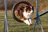 Australian Shepherd Foto: das ist mein australian shepert (ID 21418) Australian Shepherd Hund