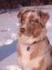 Australian Shepherd Foto: Snow-Shepherd (ID 11688) Australian Shepherd Hund
