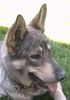 Australian Shepherd Foto: Rex Aussi-DSH-Mix (ID 11741) Australian Shepherd Hund