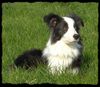 Australian Shepherd Foto: Merlin (ID 38343) Australian Shepherd Hund