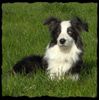 Australian Shepherd Foto: Aussie Merlin...unser schöner! (ID 38317) Australian Shepherd Hund