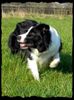 Australian Shepherd Foto: Jinda im Schleichgang... (ID 38316) Australian Shepherd Hund