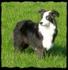 Australian Shepherd Foto: Unser Merlin....7 Mon. alt. (ID 38319) Australian Shepherd Hund