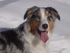 Australian Shepherd Foto: Shayenne im Schnee (ID 35620) Australian Shepherd Hund