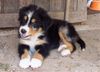 Australian Shepherd Hund